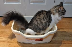 Harga Oralit Kucing Murah dan Berkhasiat Sembuhkan Diare